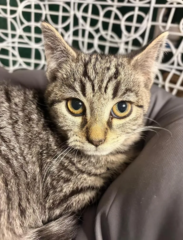 An adult medium-sized female Gray & White Tabby cat named Frances for adoption in Winston Salem , NC