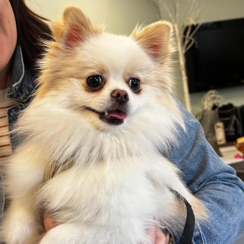 An adult small-sized male White / Cream Pomeranian dog named Theo for adoption in Wheeling, IL