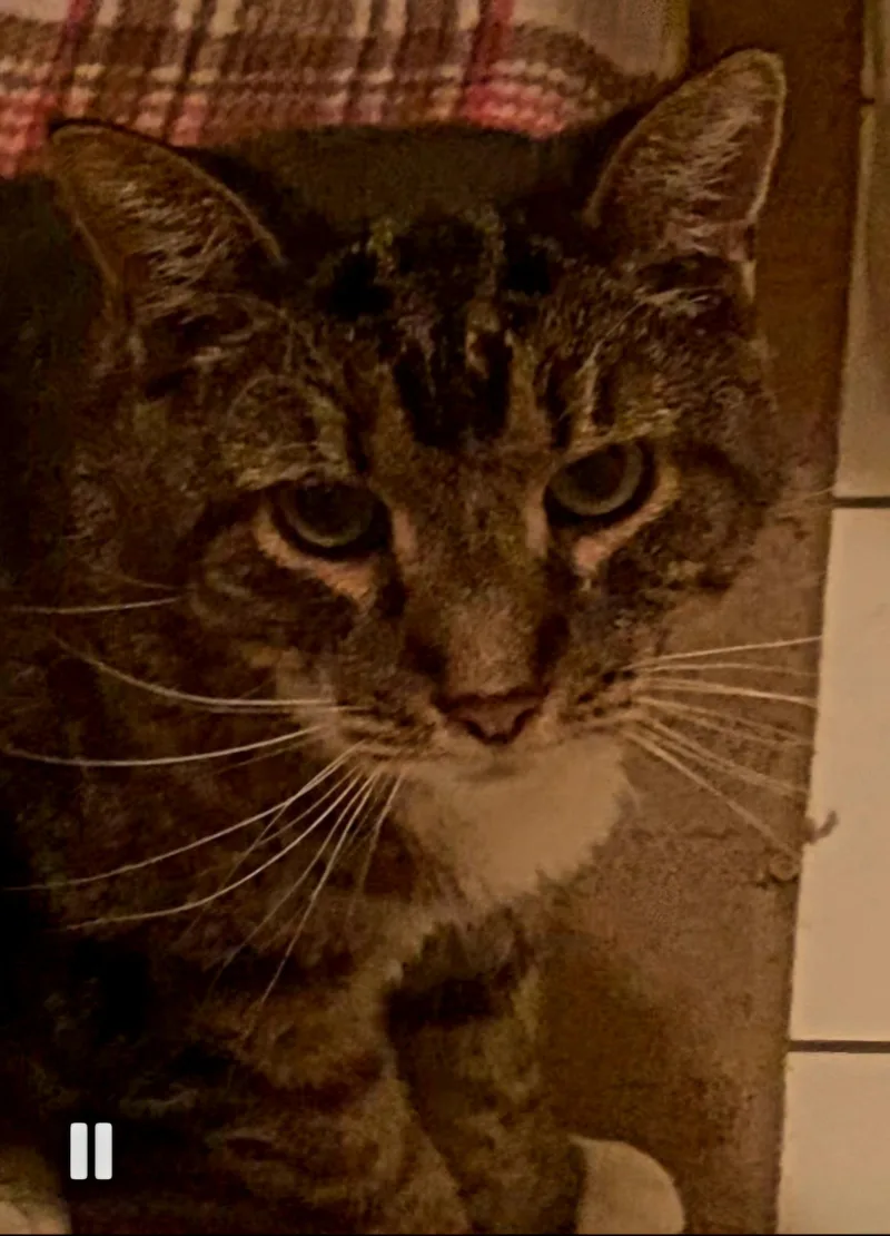 Tinkerbell thumbnail 2