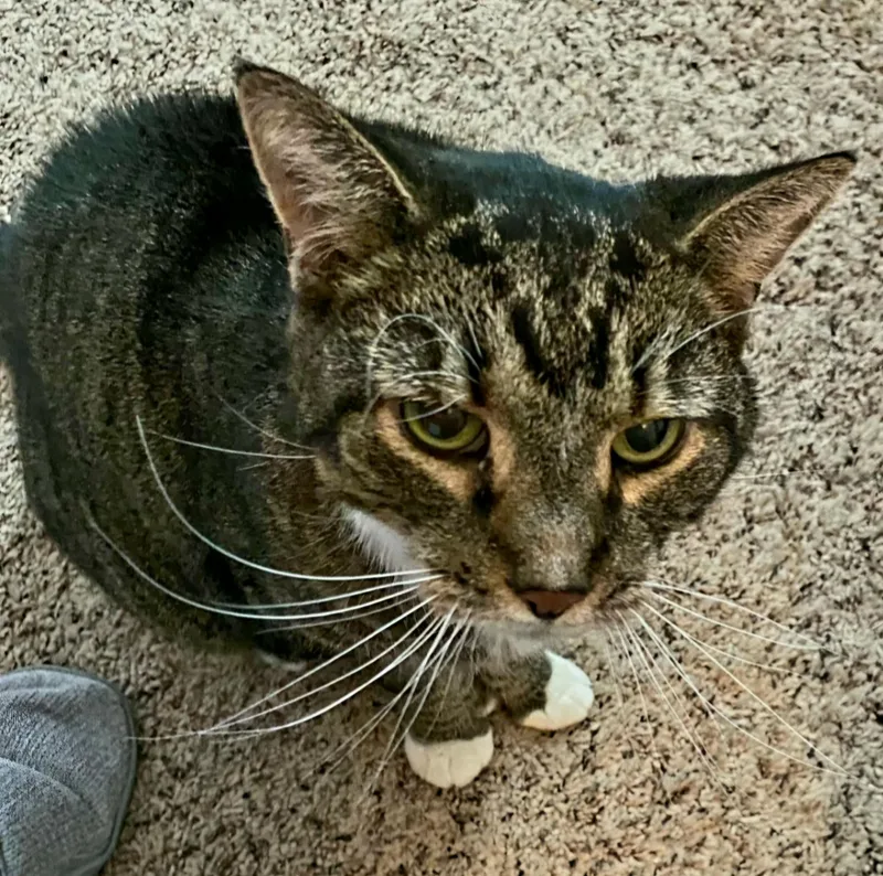 Tinkerbell thumbnail 3