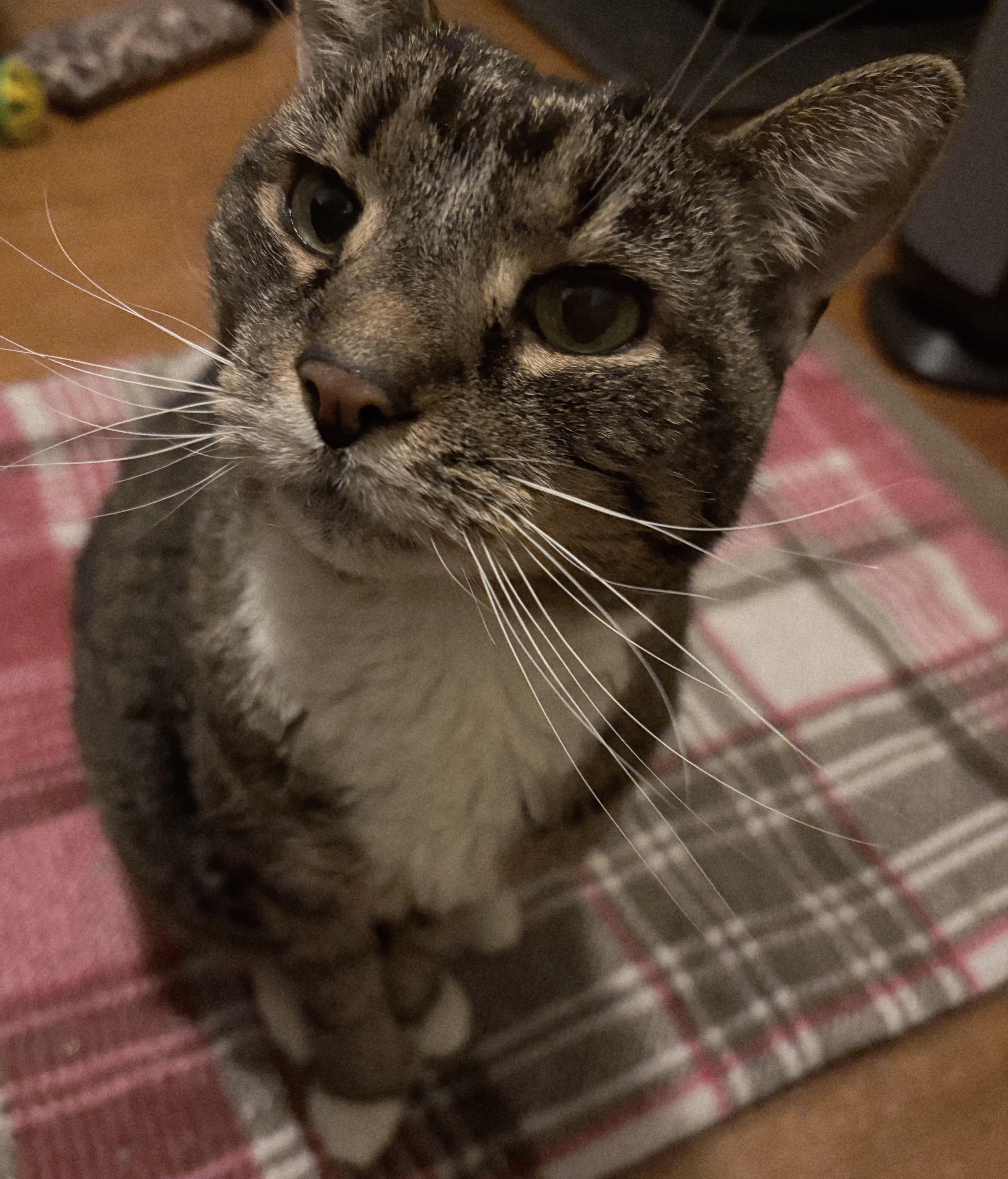 Tinkerbell thumbnail 4