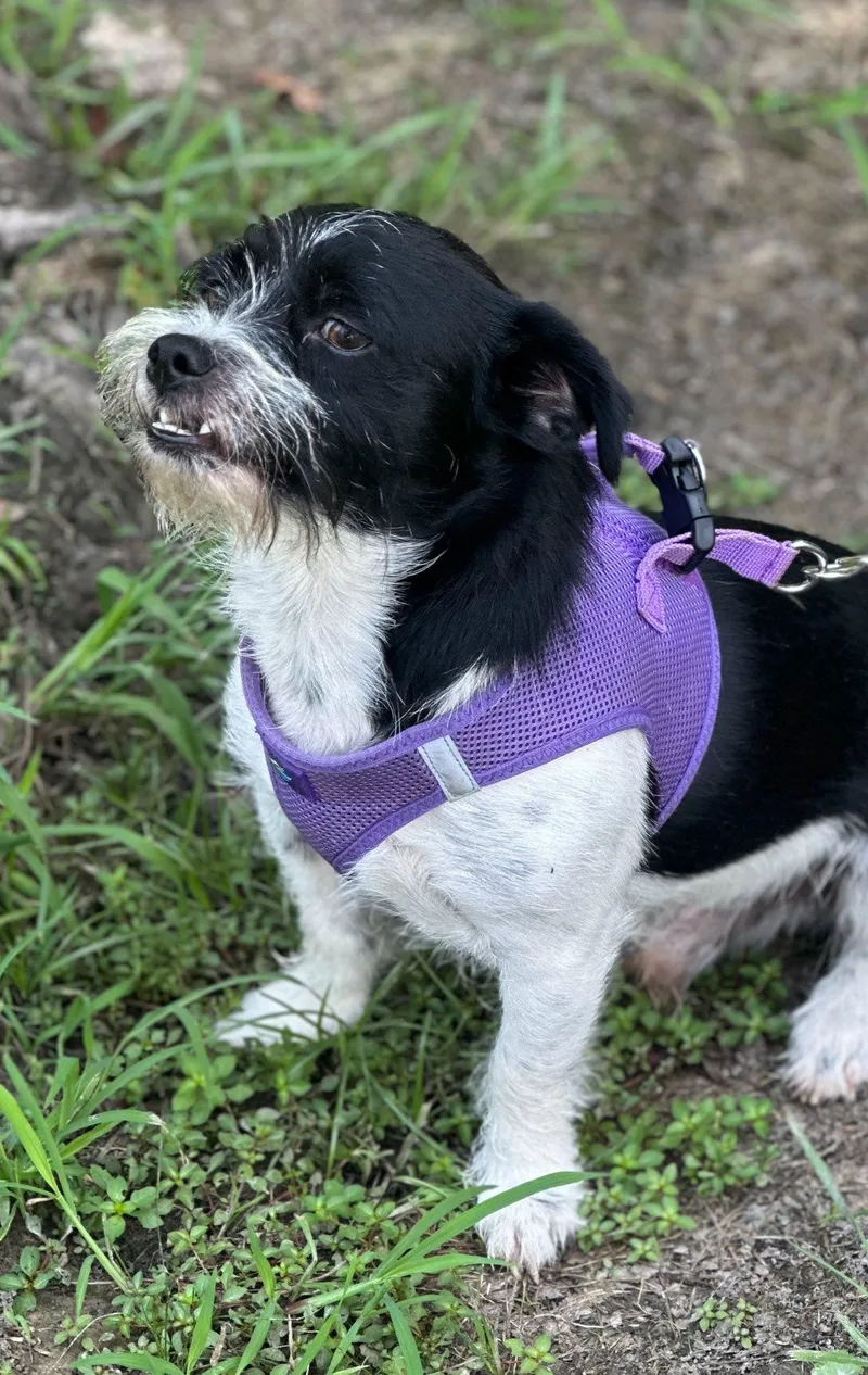 An adult small-sized male Black Wirehaired Terrier dog named Toot for adoption in Vidor, TX