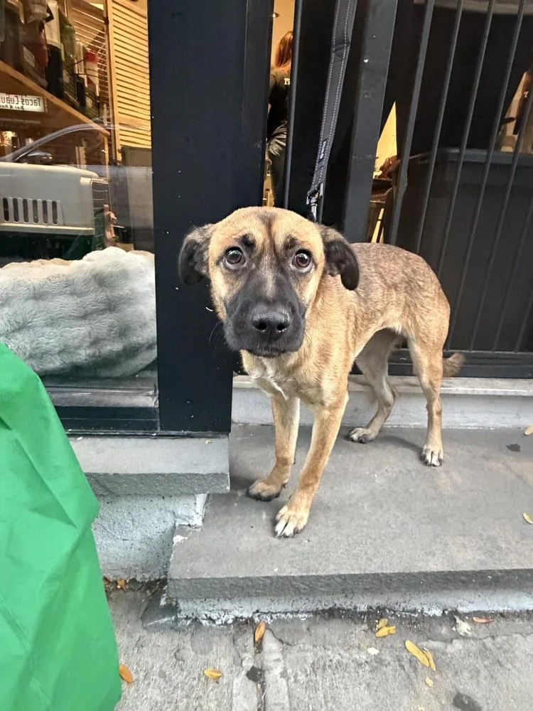 A baby medium-sized female Beagle dog named Fiona for adoption in Manhattan, NY
