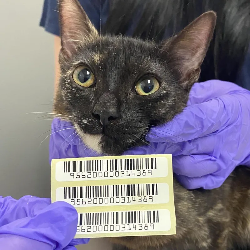 A young small-sized female Domestic Short Hair cat named Big Witch for adoption in Charleston, WV