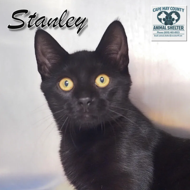 A young medium-sized male Black Domestic Short Hair cat named Petsmart Stanley for adoption in Cape May Court House, NJ