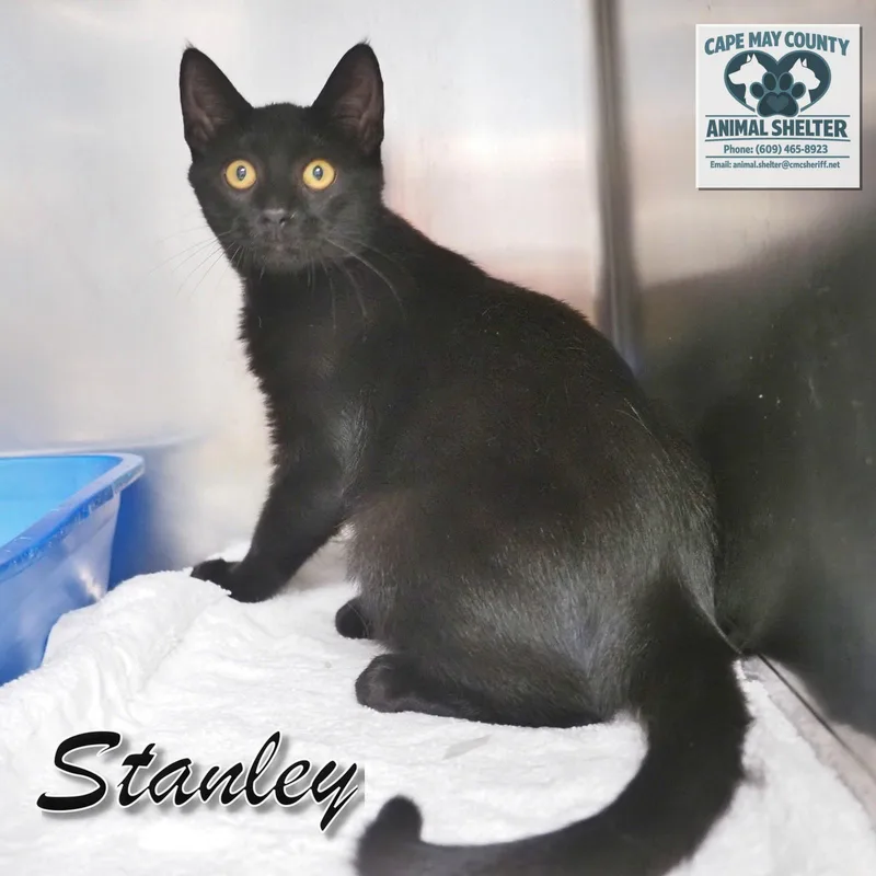 Petsmart  Stanley thumbnail 2
