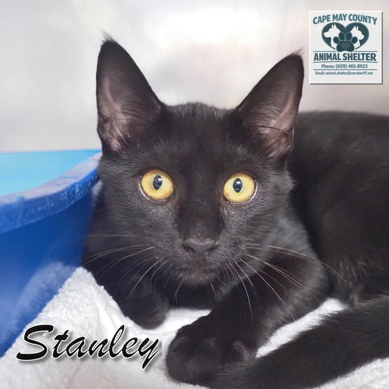 Petsmart  Stanley thumbnail 3