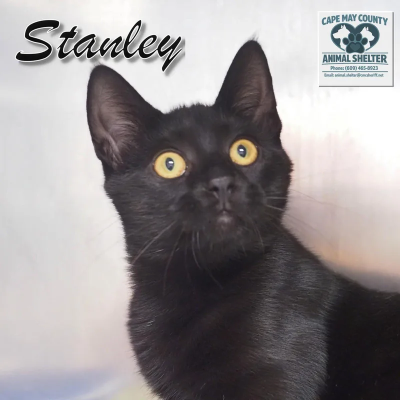 Petsmart  Stanley thumbnail 4