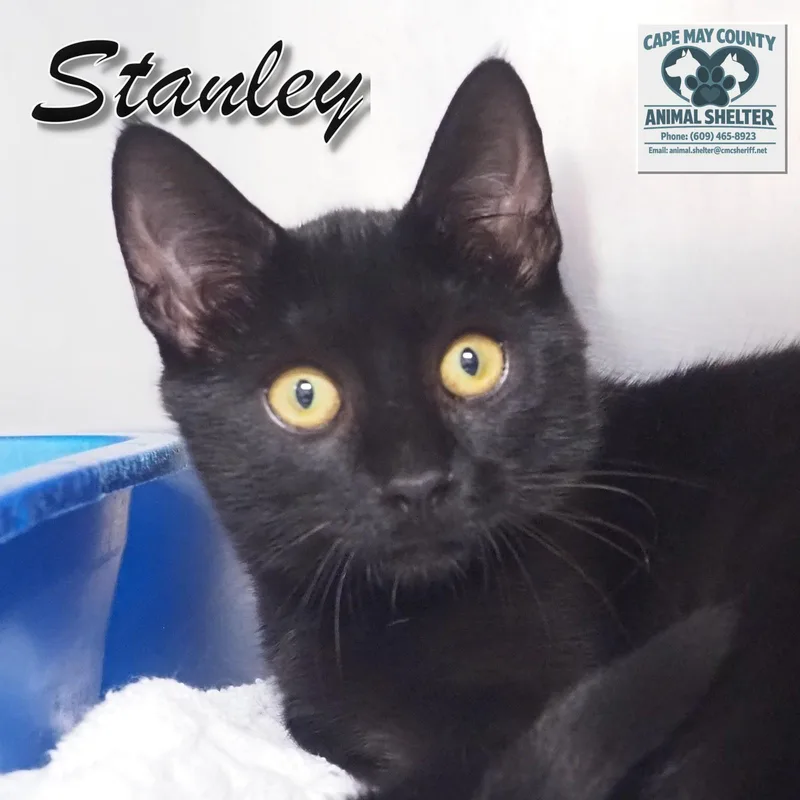 Petsmart  Stanley thumbnail 5