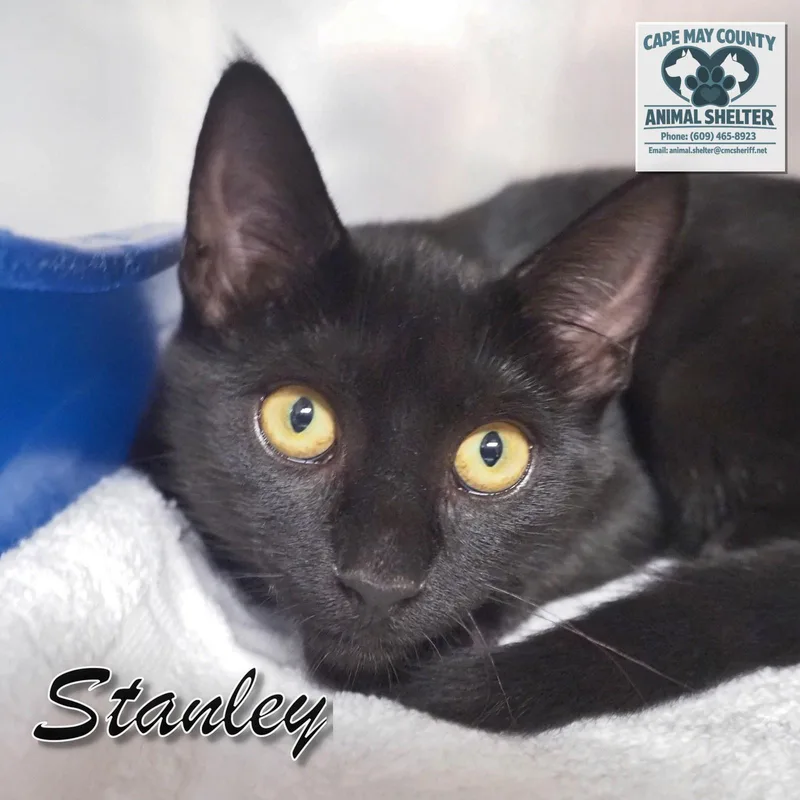 Petsmart  Stanley thumbnail 6