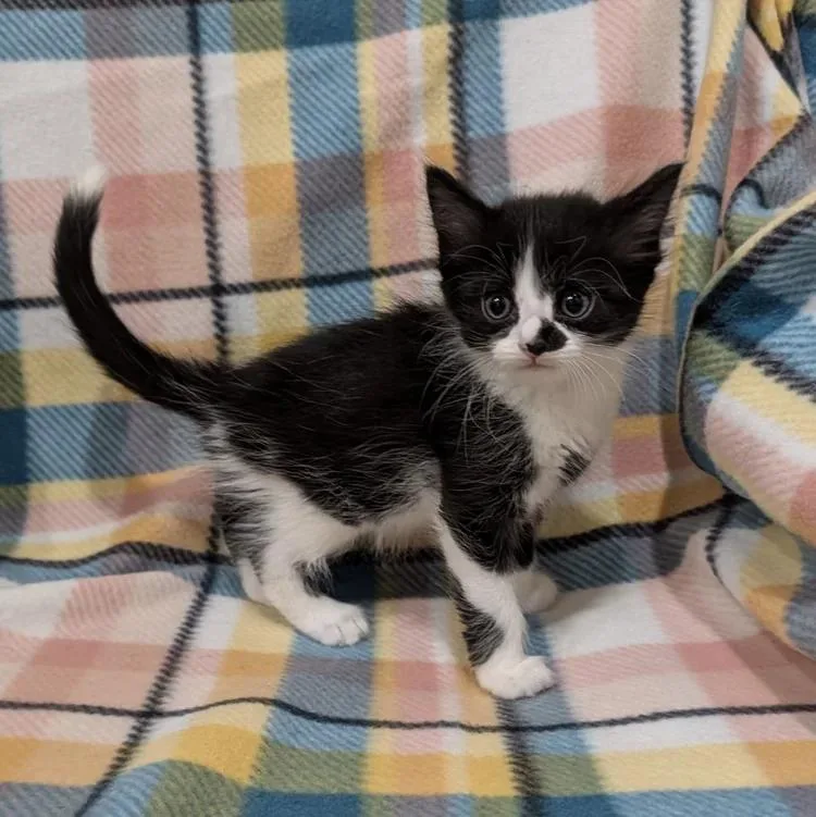 A baby medium-sized male Black & White / Tuxedo Domestic Short Hair cat named Jimmy Choo for adoption in Davison, MI