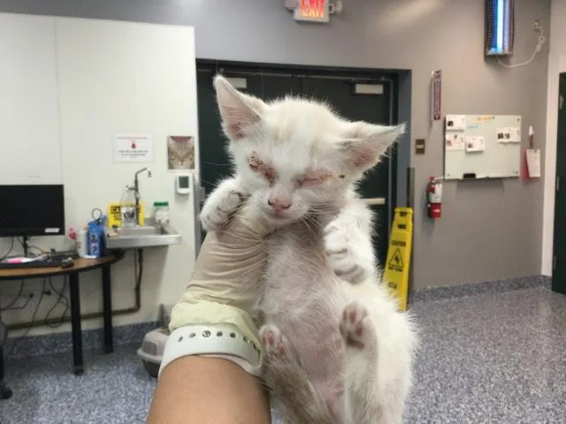 A baby small-sized female Siamese cat named A for adoption in Thousand Palms, CA