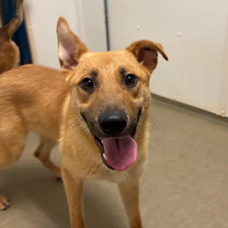 A young small-sized male Yellow / Tan / Blond / Fawn Shepherd dog named Sheppie for adoption in Rocky Mount, VA