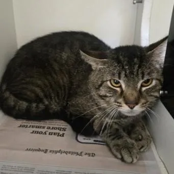 An adult medium-sized male Tabby (Brown / Chocolate) Domestic Short Hair cat named Capn Crunch for adoption in Phoenixville, PA