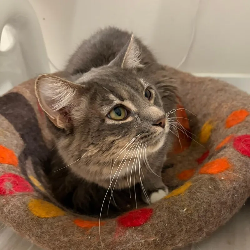 A young small-sized male Gray / Blue / Silver Domestic Medium Hair cat named Grimm for adoption in Waxhaw, NC