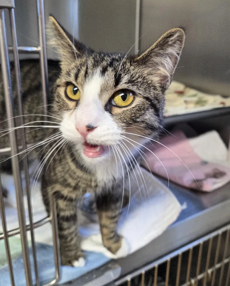 A young medium-sized female Tabby (Brown / Chocolate) Domestic Short Hair cat named Constance for adoption in Carsonville, MI
