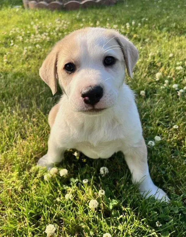 A baby medium-sized male Labrador Retriever dog named Pinto Bean for adoption in Hillside, IL