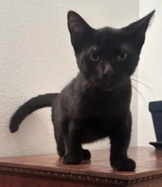 Sebastian thumbnail 2