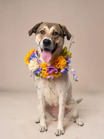 A young medium-sized female Mixed Breed dog named Bella Mae for adoption in Atlanta, GA