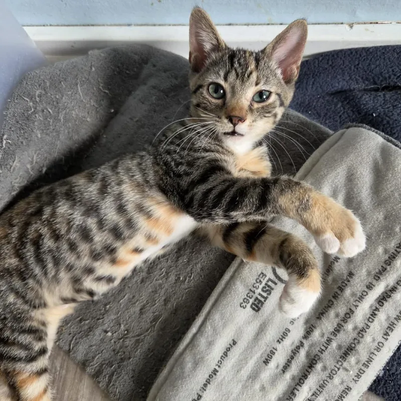 A baby small-sized female Torbie Domestic Short Hair cat named Nacho for adoption in Hedgesville, WV