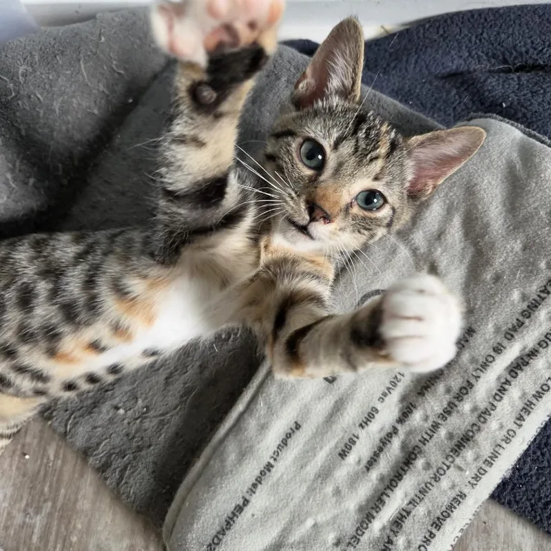 Nacho thumbnail 3
