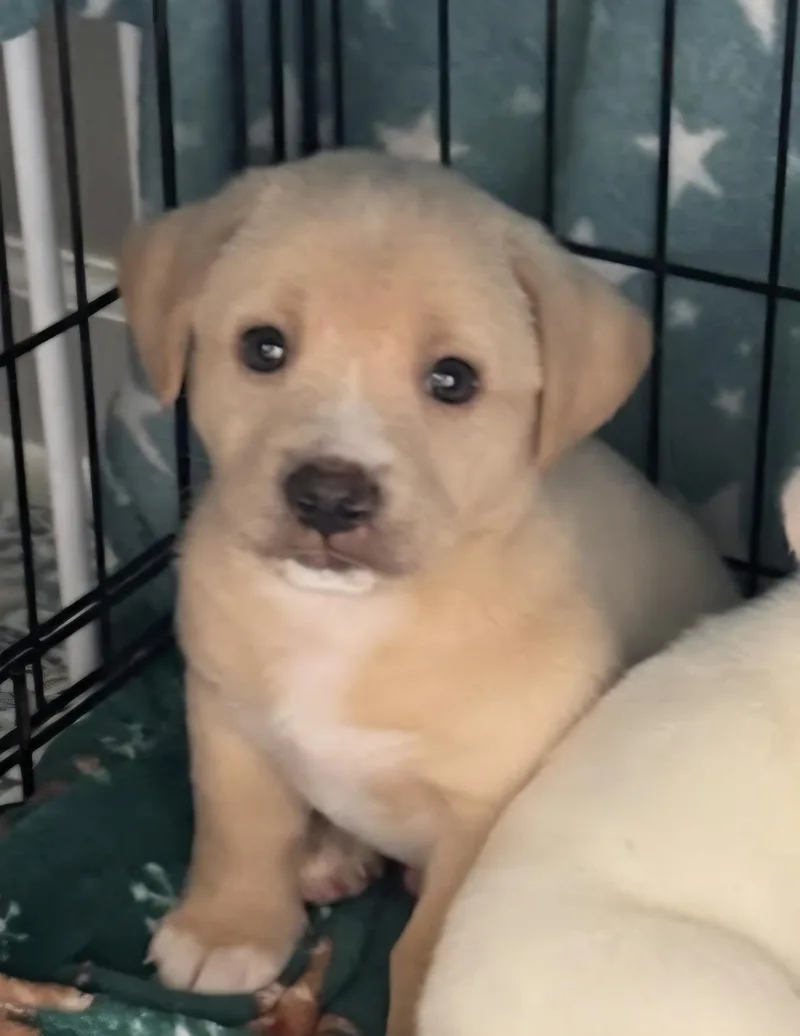 A baby small-sized male Labrador Retriever dog named Arthur for adoption in Knoxville, TN