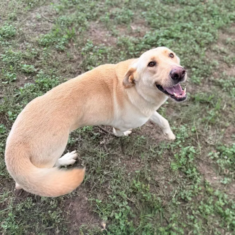 An adult large-sized female Yellow / Tan / Blond / Fawn Labrador Retriever dog named Sharpay for adoption in Carencro, LA