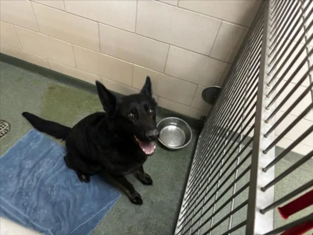 An adult large-sized female German Shepherd Dog dog named Mika for adoption in Santa Fe, NM