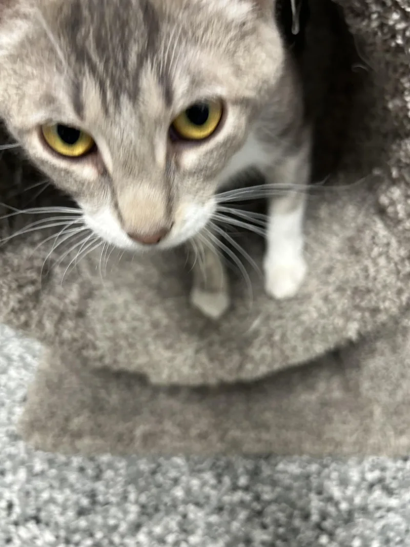 A young medium-sized female White Domestic Short Hair cat named Tiny Dancer for adoption in Bryan, OH