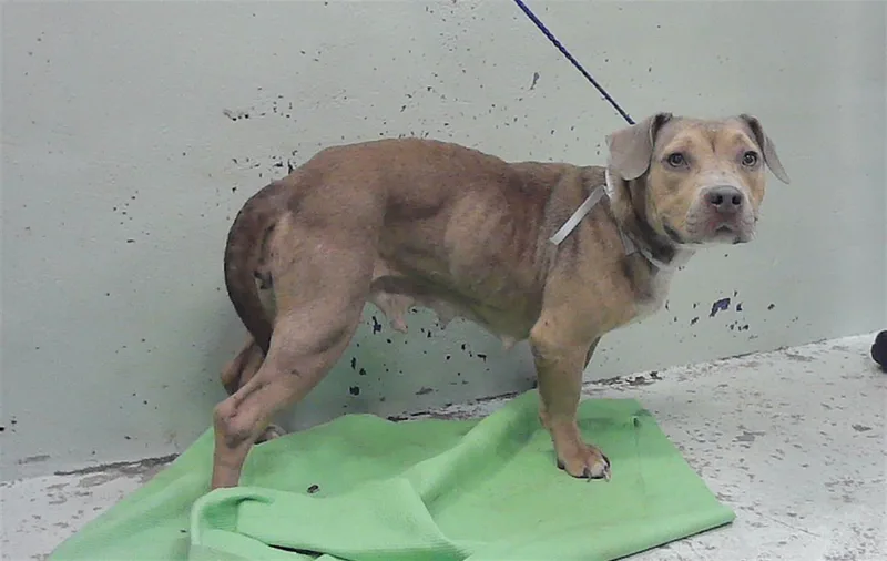 An adult large-sized female Staffordshire Bull Terrier dog named A for adoption in Houston, TX