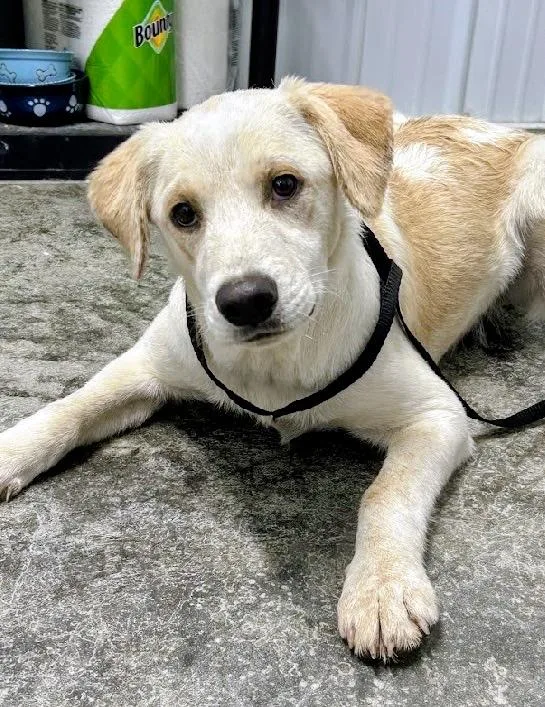A baby large-sized male White / Cream Yellow Labrador Retriever dog named Cosmo for adoption in Scottsburg, IN