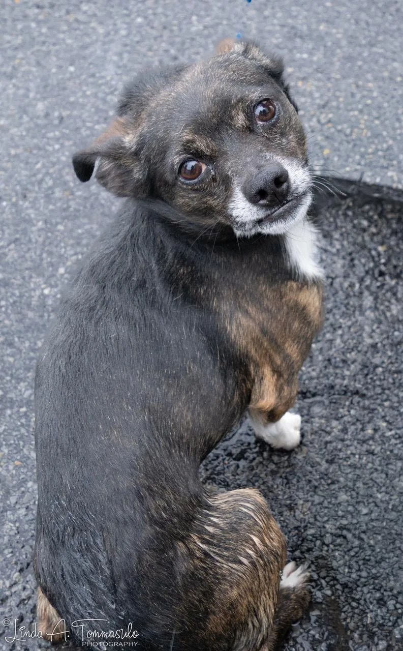 An adult small-sized male Chihuahua dog named Jaspar for adoption in Albany, NY