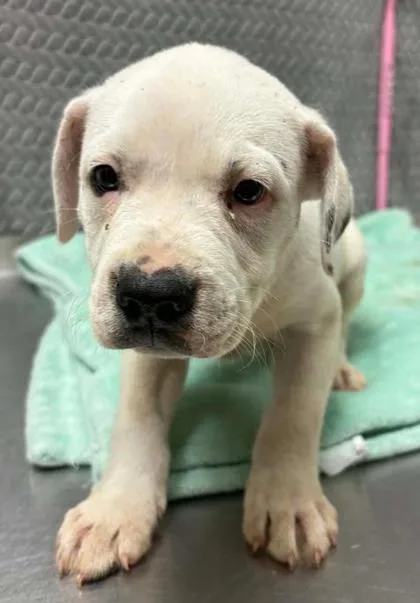 A baby large-sized male Terrier dog named Cousin Larry for adoption in Lampasas, TX