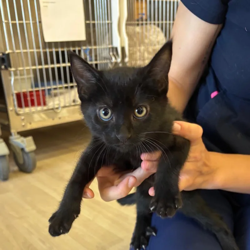 A baby small-sized male Black Domestic Short Hair cat named Bashful for adoption in Spokane, WA
