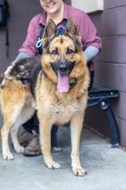 An adult extra large-sized male Mixed Breed dog named Blondre Thomas for adoption in Chamblee, GA