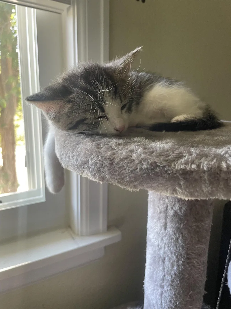 A young medium-sized male Domestic Short Hair cat named Badger for adoption in Aurora, CO