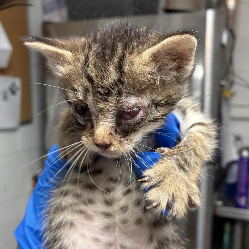 A baby small-sized female Gray / Blue / Silver Domestic Short Hair cat named Penelope for adoption in Edinburg, TX