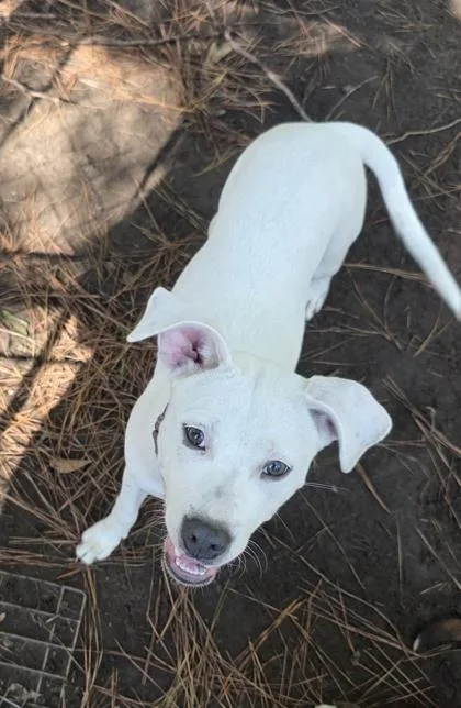 An adult medium-sized female American Staffordshire Terrier dog named A Marnie for adoption in North Charleston, SC