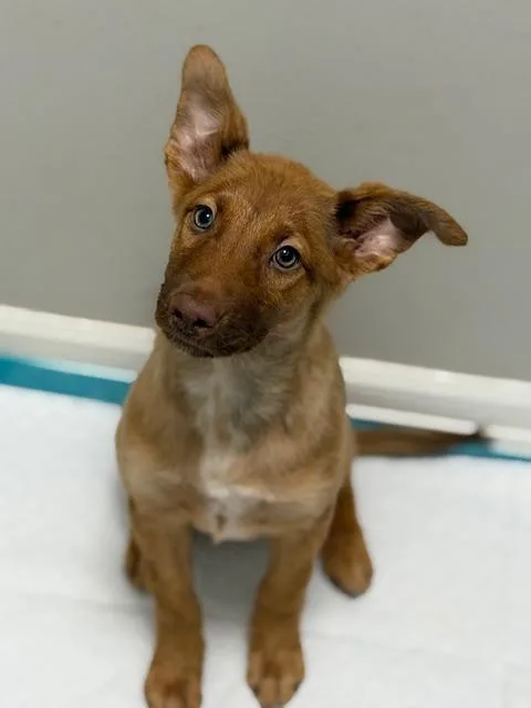 A baby medium-sized female Belgian Shepherd / Malinois dog named Daisy for adoption in Monticello, MN