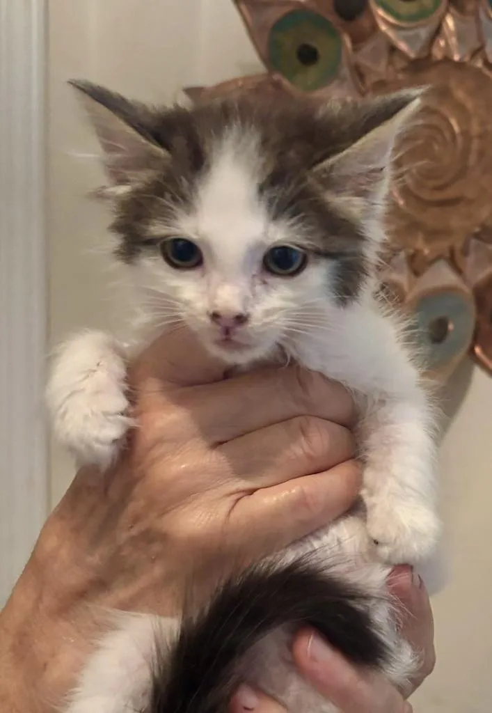 A baby medium-sized male Domestic Long Hair cat named Wooly for adoption in Florence, SC
