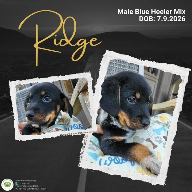 A baby medium-sized male Brown / Chocolate Australian Cattle Dog / Blue Heeler dog named Ridge for adoption in Pottstown, PA