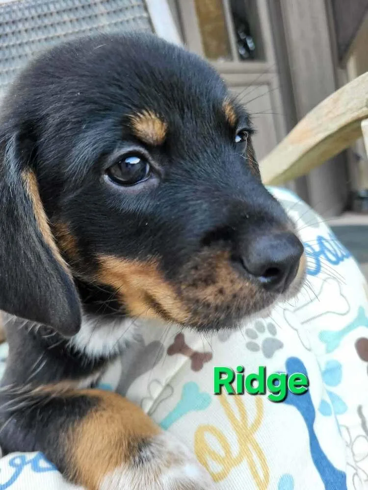 Ridge thumbnail 3