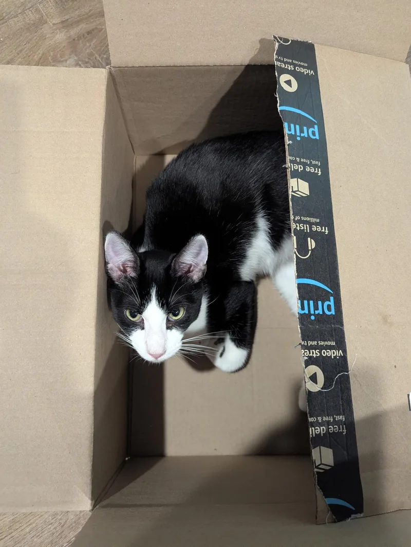 A young medium-sized male Black & White / Tuxedo Domestic Short Hair cat named Yuri for adoption in Kannapolis, NC