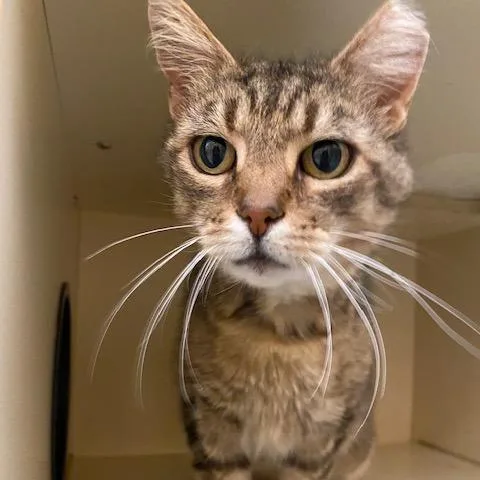An adult medium-sized male Brown / Chocolate Domestic Short Hair cat named Peter Pan for adoption in Dayton, OH