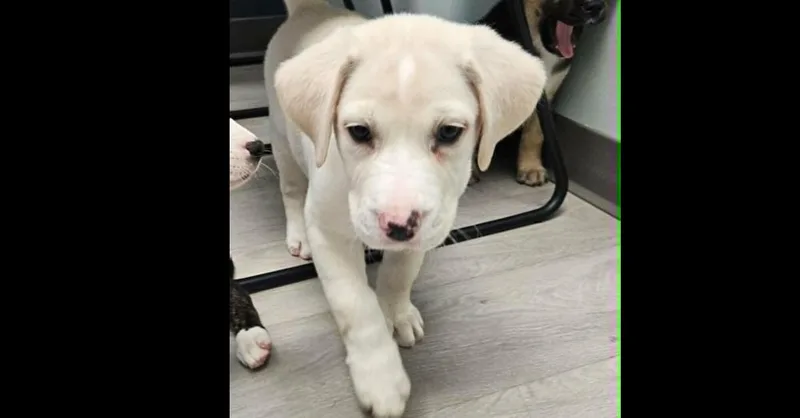 A baby large-sized female Labrador Retriever dog named Biscuit for adoption in Youngsville, NC