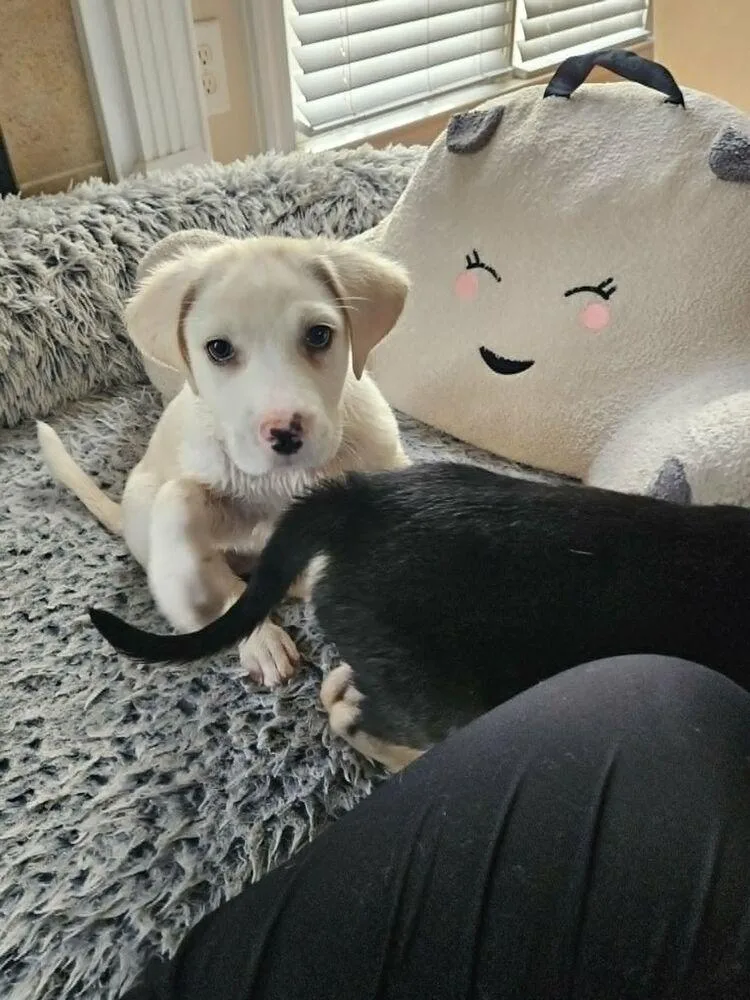 Biscuit thumbnail 2