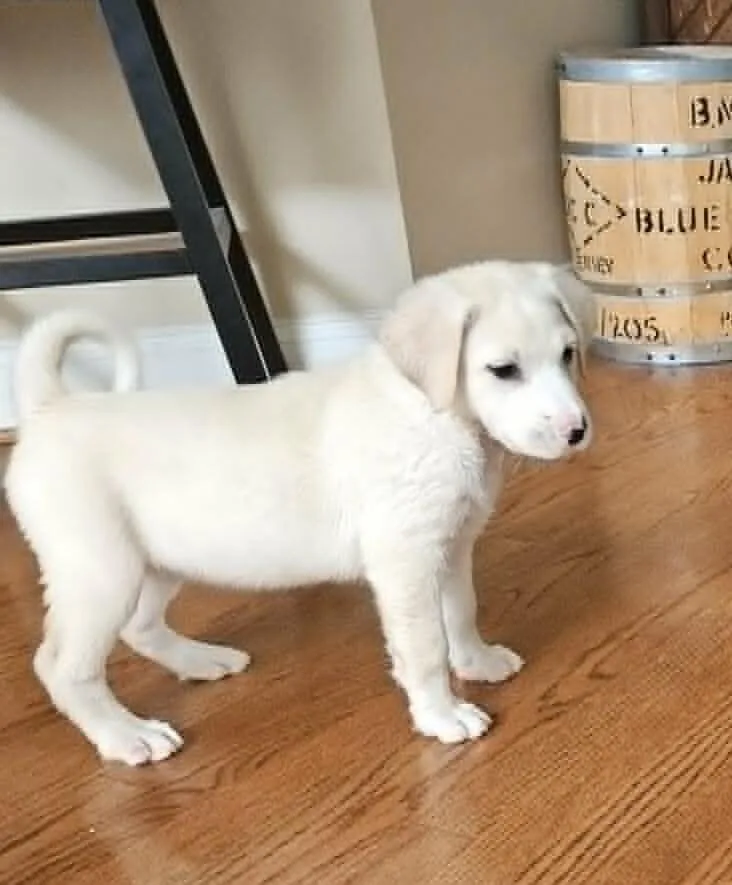 Biscuit thumbnail 3