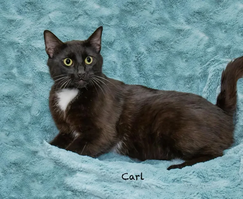 A young medium-sized male Domestic Short Hair cat named Carl for adoption in Hot Springs Village, AR