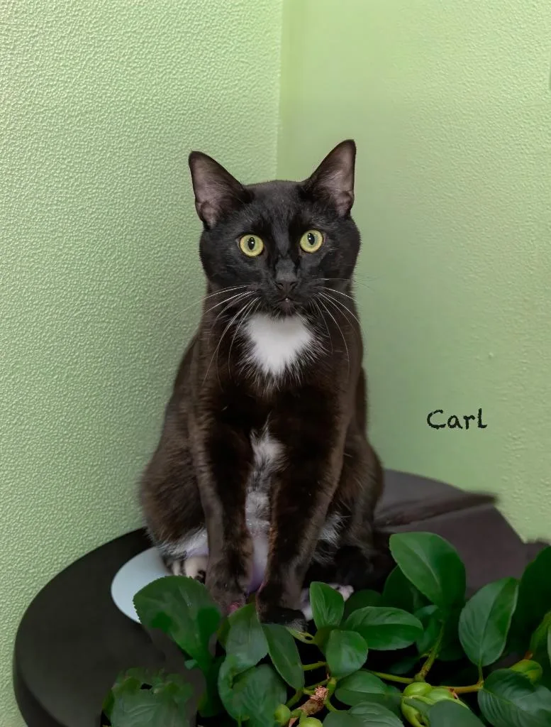 Carl thumbnail 2