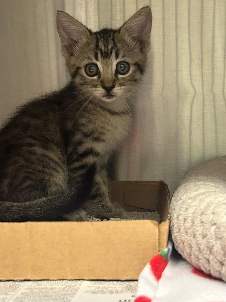 A baby medium-sized male Domestic Medium Hair cat named Bolt for adoption in Chico, CA